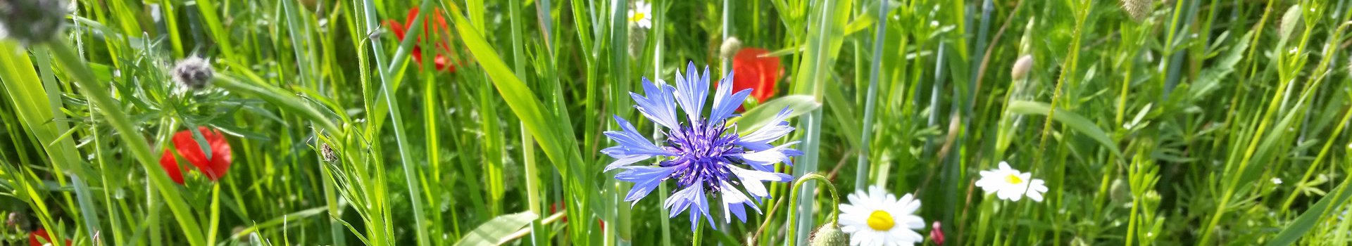 Header Bienenweiden