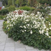 Begrünungsoffensive Pfaffenhofen