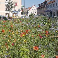 Bienenweiden Samenmischung Moosburgerstrasse