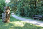 Holzstamm und schattiger Laufweg