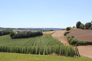 Hügel mit Blick auf Hopfen