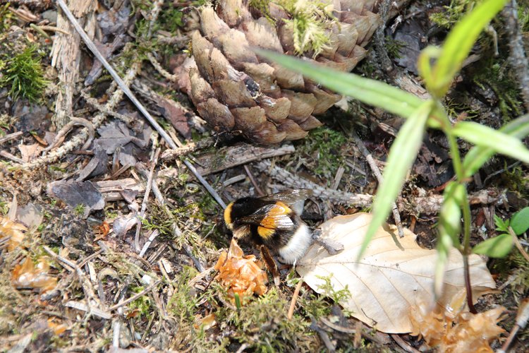 Ein große Hummel sucht im Wald zwischen verschiedenen Pflanzen etwas