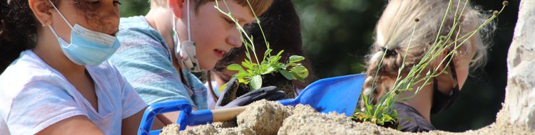 Mehrere Kinder, die in eine Sandfläche Pflanzen einsetzen