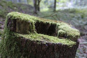 Ein mit Moos bewachsener Baumstumpf, dahinter Bäume im Wald