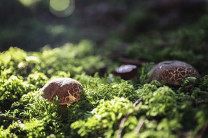 Pilze und Moos im Sonnenlicht