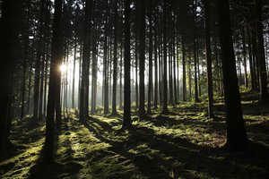 Stimmungsvolle Stämme von Nadelbäumen im Sonnenlicht/Gegenlicht