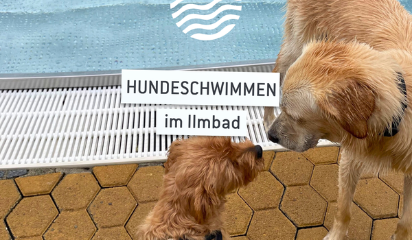 Hundeschwimmen im Ilmbad 2026