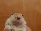 Nahaufnahme von einem Hamster.