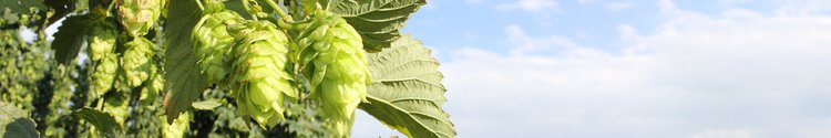 Hopfen Header Artikelseite