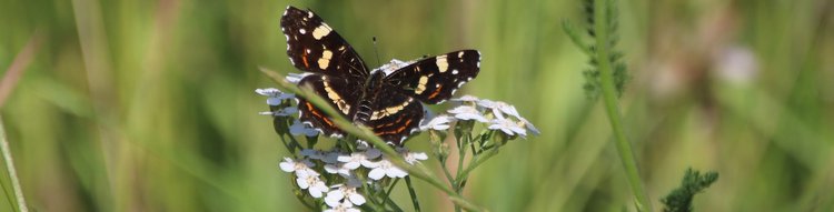 Schmetterling auf einer Blume in einer Wiese