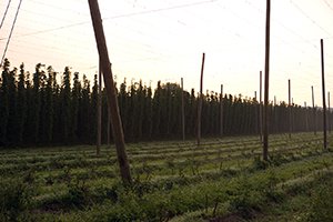 Hopfenland Hallertau