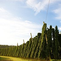 Hopfen